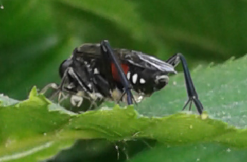 Tenthredinidae, altra Macrophya da ID: Macrophya militaris